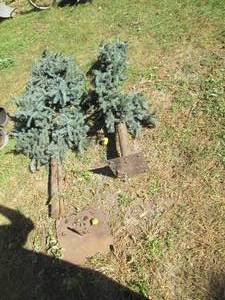 48 inch artificial Evergre...