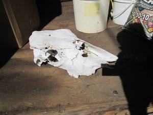 Authentic dried animal bone skull...