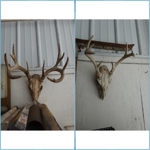 lot 119 image: Euro Mount Deer Heads