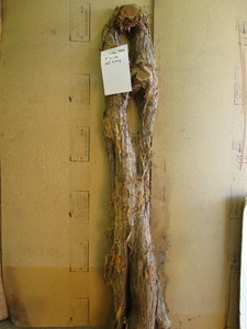 One Cedar Slab, 8W x 66L...