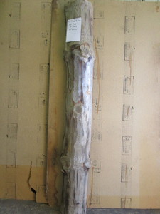 Pine 12 Log, 10W x 5 thick x 78...