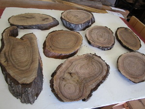 Eight Butternut Ovals, 6 to 9...