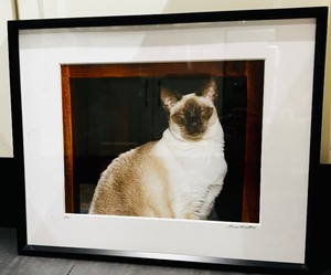 lot 38 image: Framed Siamese Photographic Art by Garry Horothy