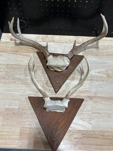 Deer Antlers