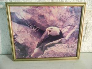 lot 13 image: VINTAGE FRAMED EAGLE PRINT - COOL PIECE - APPROX 22 WIDE 18 HIGH - SEE PICTURES