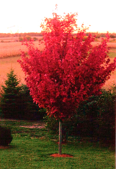 Autumn Blaze Maple