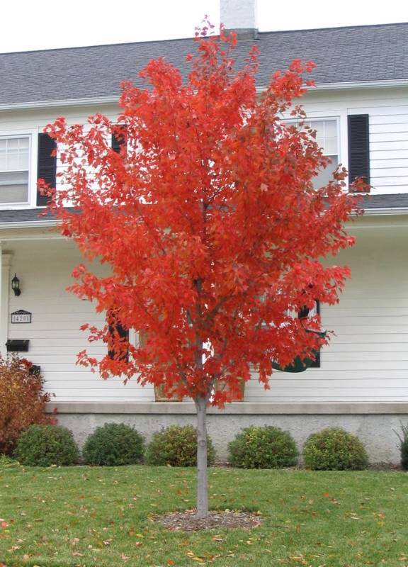 Red Sunset Maple