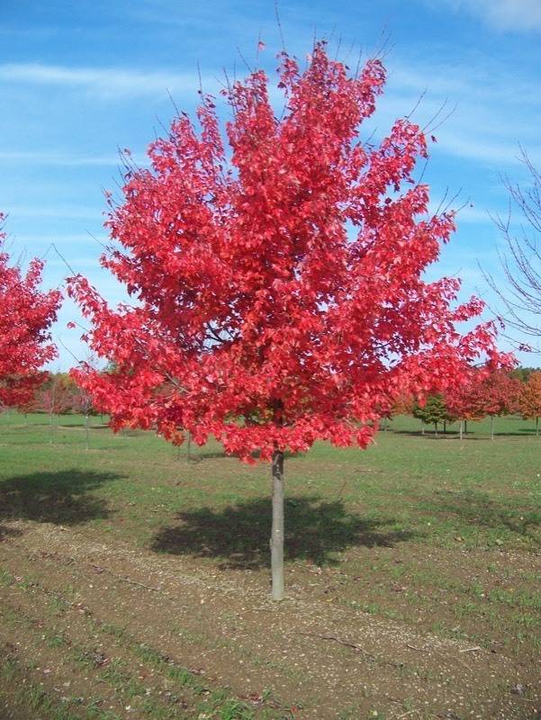 Northwoods Maple