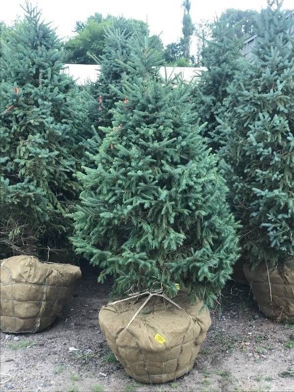 Black Hills Spruce