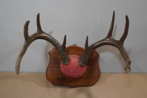 lot 159 image: 8-Point Antler Plaque