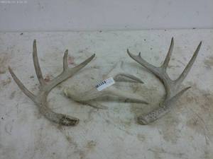 lot 309 image: Lot of Three Deer Antler Sheds