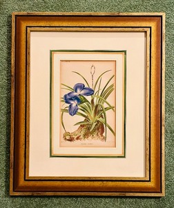lot 148 image: Beautiful Framed Floral Print
