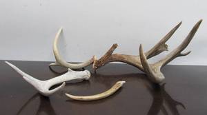 lot 216 image: Group of Genuine Deer Antlers