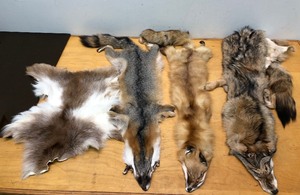 lot 355 image: Group of Genuine Animal Pelts - Fox, Coyote etc