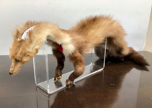 lot 402 image: Native American Beaded Genuine Fox Pelt