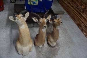 lot 27 image: 3 - Impala Mounts Large, Medium and Small