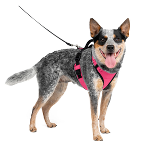 lot 287 image: Size Large LOT OF 3 PetSafe EasySport Dog Harness, Control Handle and Reflective Piping