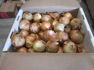 lot 496 image: 20 lb Yellow Onions...