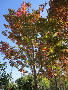 Maple - Autumn Blaze