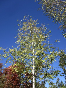 Birch - Whitespire