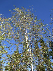 Birch - Whitespire