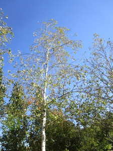 Birch - Whitespire