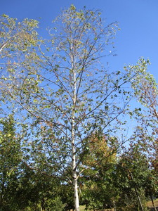 Birch - Whitespire