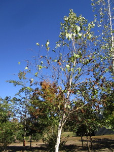 Birch - Whitespire