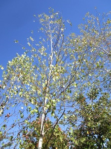 Birch - Whitespire