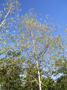 Birch - Whitespire