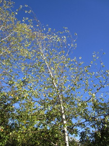Birch - Whitespire