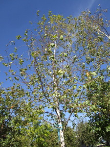 Birch - Whitespire