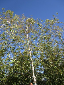 Birch - Whitespire
