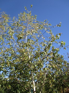 Birch - Whitespire