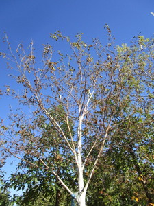 Birch - Whitespire