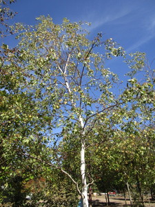 Birch - Whitespire