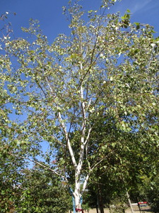 Birch - Whitespire