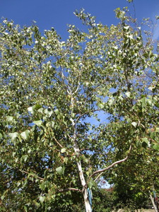Birch - Whitespire