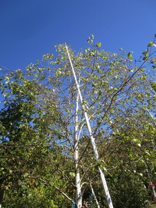 Birch - Whitespire