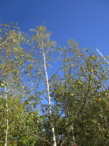 Birch - Whitespire
