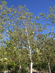 Birch - Whitespire
