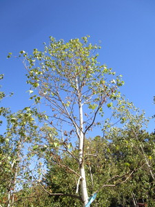 Birch - Whitespire