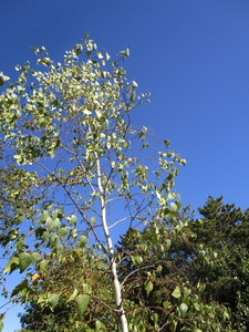 Birch - Whitespire