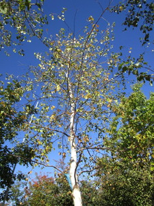 Birch - Whitespire