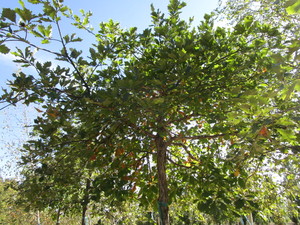 Oak - White