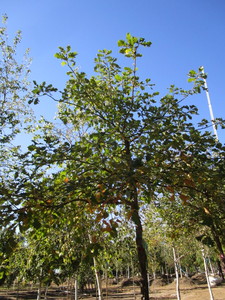 Oak - White