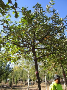 Oak - White