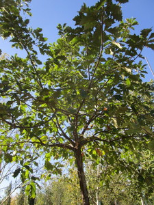 Oak - White