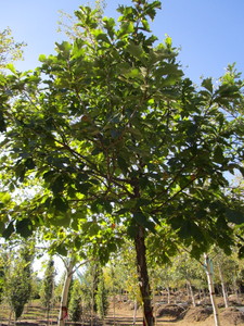 Oak - White