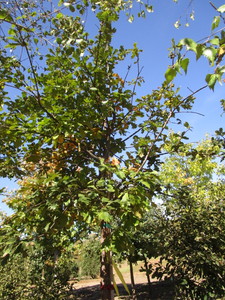 Oak - White